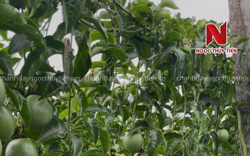Khoảng Cách Trồng Chanh Dây Bao Nhiêu Là Hợp Lý? Hướng Dẫn Chi Tiết Theo Từng Mô Hình Trồng