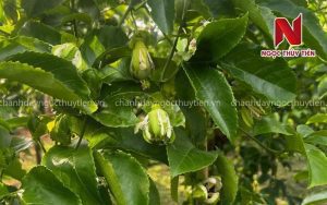 Khoảng Cách Trồng Chanh Dây Bao Nhiêu Là Hợp Lý? Hướng Dẫn Chi Tiết Theo Từng Mô Hình Trồng