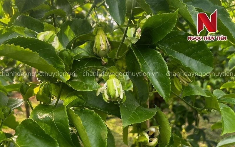 Khoảng Cách Trồng Chanh Dây Bao Nhiêu Là Hợp Lý? Hướng Dẫn Chi Tiết Theo Từng Mô Hình Trồng
