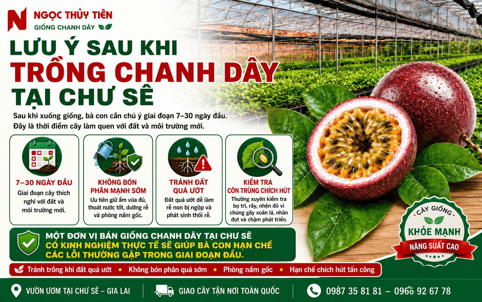 Bộ rễ khỏe của cây giống chanh dây tại Chư Sê, giúp cây nhanh bén rễ sau trồng