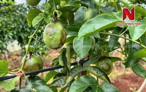 Bệnh loang dầu bã trầu trên chanh dây gây hại trên lá
