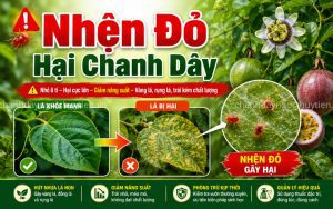 Nhện Đỏ Hại Chanh Dây: Dấu Hiệu Nhận Biết Và Cách Phòng Trị Hiệu Quả