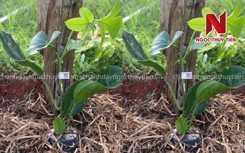 Quy Trình Trồng Chanh Dây Từ 0 Đến 60 Ngày Cho Người Mới Bắt Đầu
