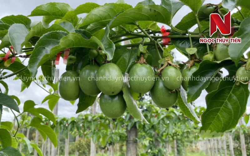 Quy Trình Trồng Chanh Dây Từ 0 Đến 60 Ngày Cho Người Mới Bắt Đầu