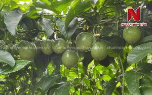 Quy Trình Trồng Chanh Dây Từ 0 Đến 60 Ngày Cho Người Mới Bắt Đầu