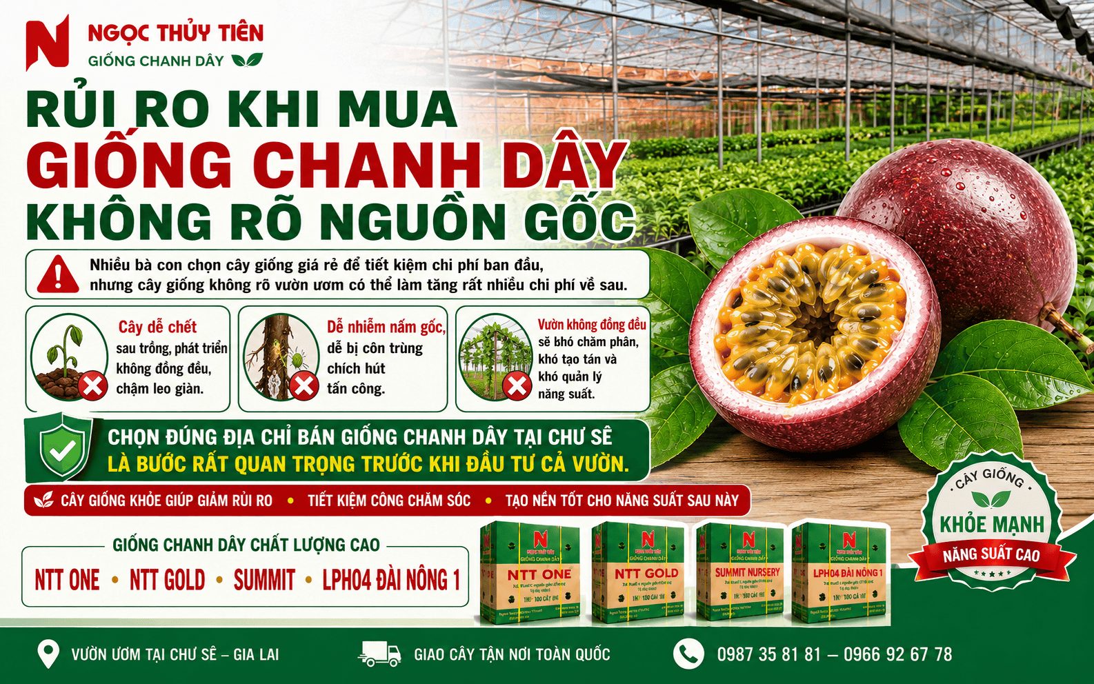 Giao giống chanh dây tận vườn tại Chư Sê, hỗ trợ bà con nhận cây nhanh chóng