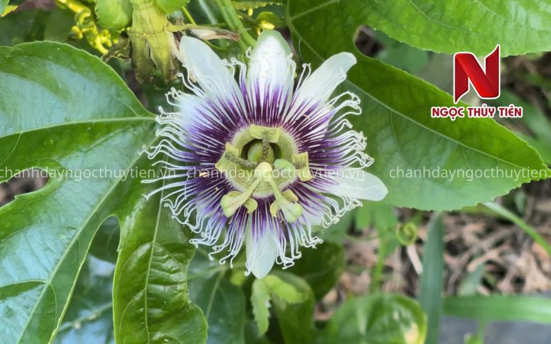 Rụng Hoa Chanh Dây: Nguyên Nhân Và Cách Khắc Phục Hiệu Quả