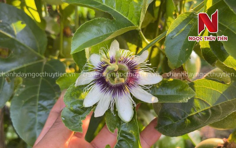 Rụng Hoa Chanh Dây: Nguyên Nhân Và Cách Khắc Phục Hiệu Quả