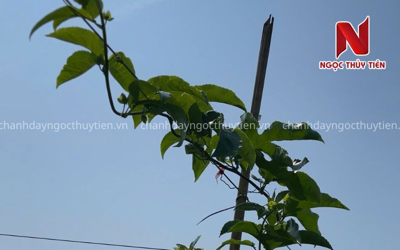 Các Bước Trồng Chanh Dây Đúng Kỹ Thuật Cho Người Mới Bắt Đầu