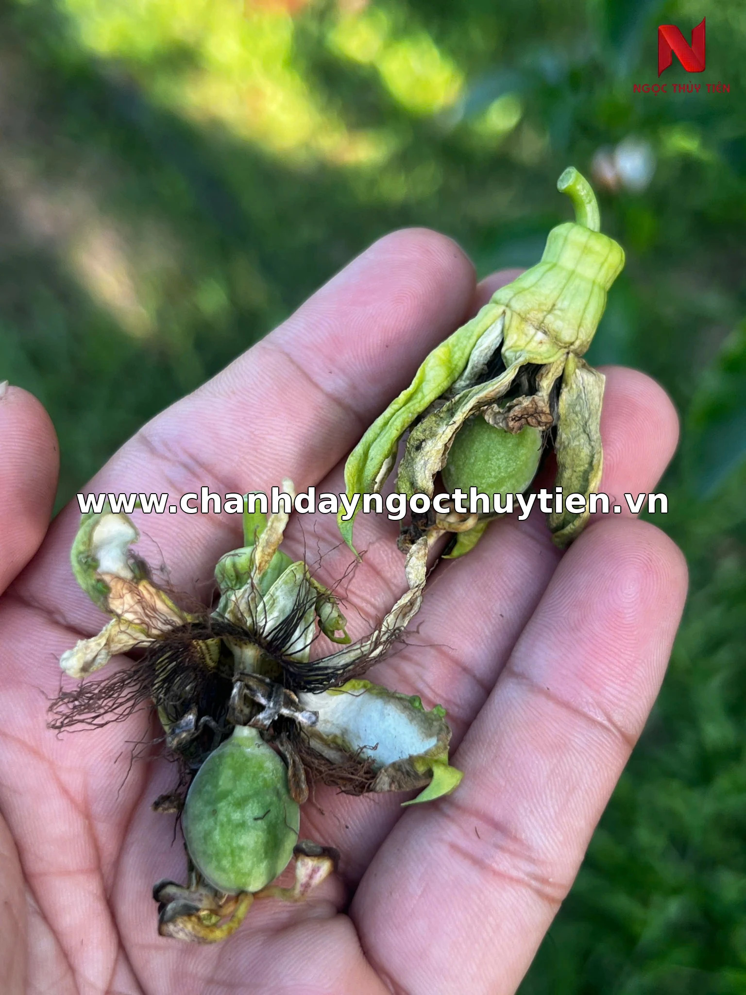 Trái non chanh dây bị khô đài hoa và rụng sớm