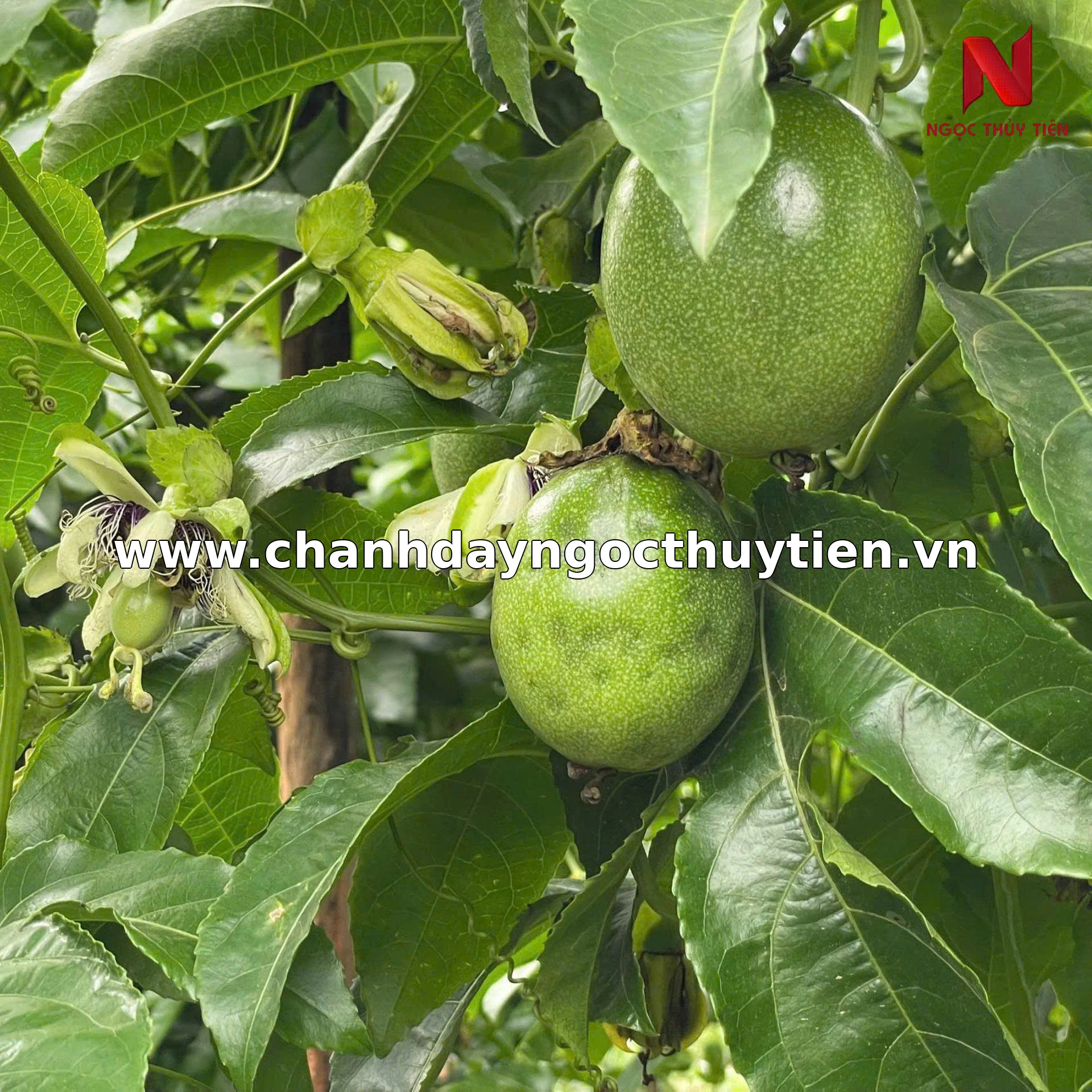 Hoa và trái non chanh dây cần được kiểm tra côn trùng chích hút