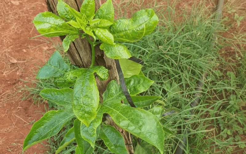 Sai lầm khi chăm sóc chanh dây khiến cây chậm lớn và chùn đọt