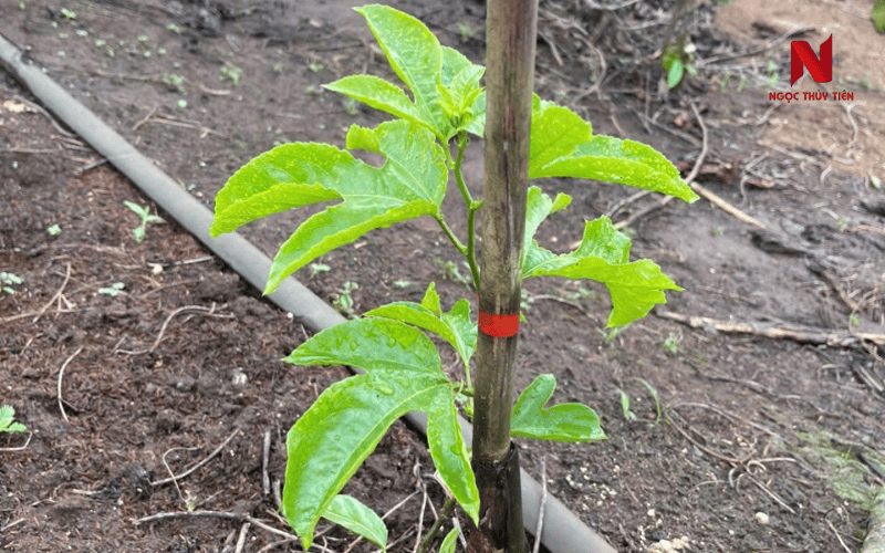 10 Sai Lầm Khi Trồng Chanh Dây Khiến Cây Chậm Lớn, Dễ Bị Bệnh Và Giảm Năng Suất