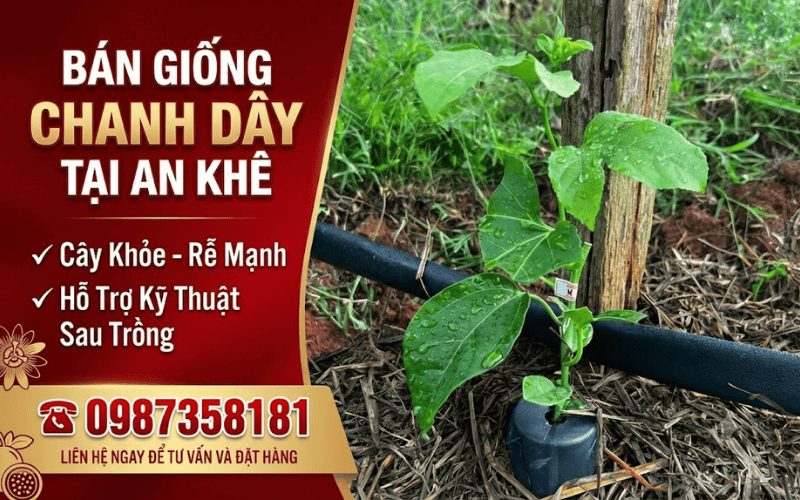 Bán Giống Chanh Dây Tại An Khê – Cây Khỏe, Rễ Mạnh, Hỗ Trợ Kỹ Thuật Sau Trồng