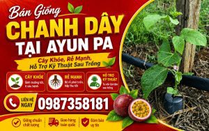 Bán Giống Chanh Dây Tại Ayun Pa – Cây Khỏe, Rễ Mạnh, Hỗ Trợ Kỹ Thuật Sau Trồng