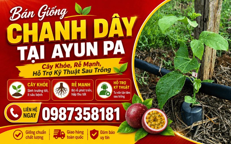 Bán Giống Chanh Dây Tại Ayun Pa – Cây Khỏe, Rễ Mạnh, Hỗ Trợ Kỹ Thuật Sau Trồng