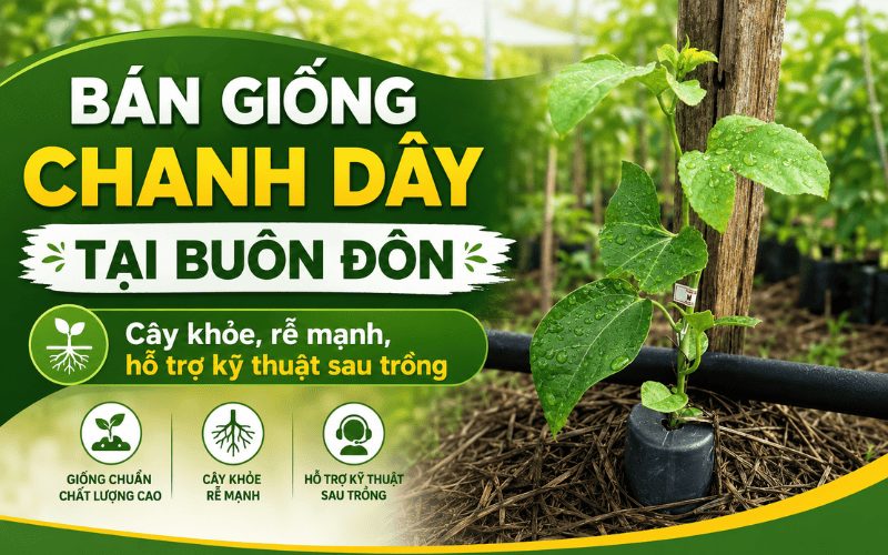 Bán Giống Chanh Dây Tại Buôn Đôn – Cây Khỏe, Rễ Mạnh, Hỗ Trợ Kỹ Thuật Sau Trồng