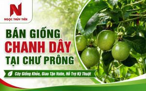 Bán Giống Chanh Dây Tại Chư Prông – Cây Giống Khỏe, Giao Tận Vườn, Hỗ Trợ Kỹ Thuật