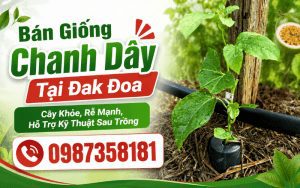 Bán Giống Chanh Dây Tại Đak Đoa – Cây Khỏe, Rễ Mạnh, Hỗ Trợ Kỹ Thuật Sau Trồng