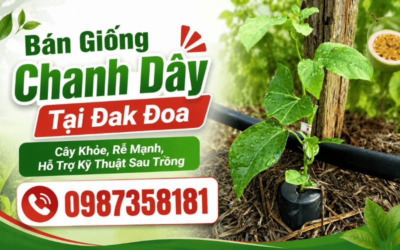 Bán Giống Chanh Dây Tại Đak Đoa – Cây Khỏe, Rễ Mạnh, Hỗ Trợ Kỹ Thuật Sau Trồng