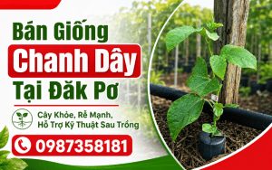 Bán Giống Chanh Dây Tại Đăk Pơ – Cây Khỏe, Rễ Mạnh, Hỗ Trợ Kỹ Thuật Sau Trồng