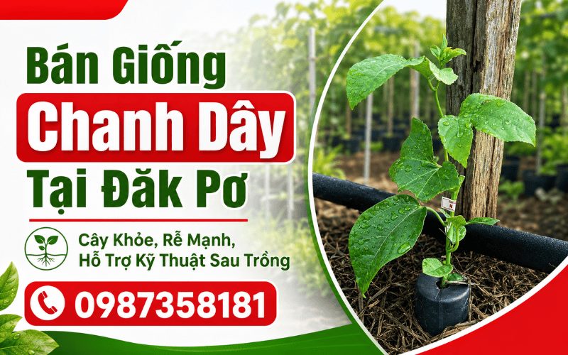 Bán Giống Chanh Dây Tại Đăk Pơ – Cây Khỏe, Rễ Mạnh, Hỗ Trợ Kỹ Thuật Sau Trồng