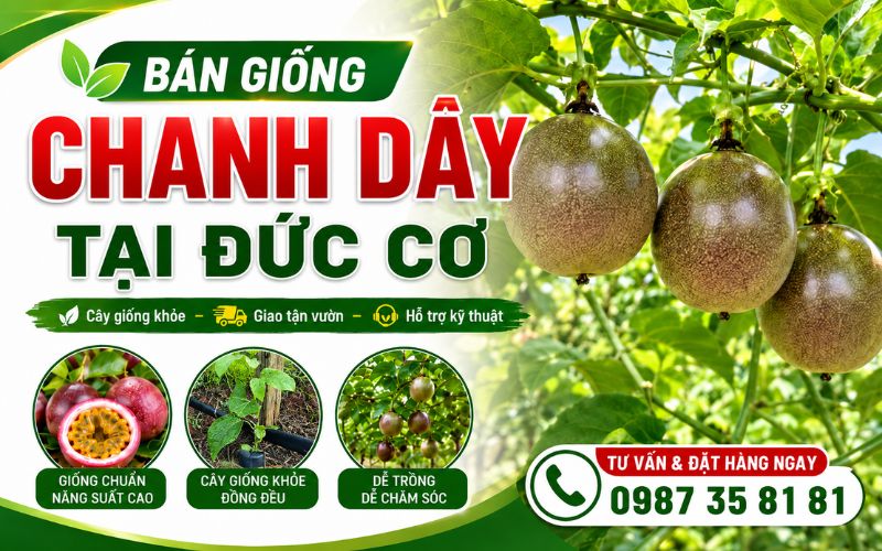 Bán Giống Chanh Dây Tại Đức Cơ – Cây Giống Khỏe, Giao Tận Vườn, Hỗ Trợ Kỹ Thuật
