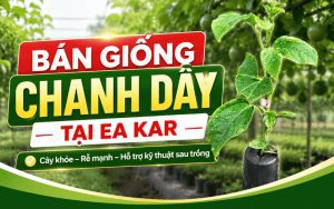 Bán Giống Chanh Dây Tại Ea Kar – Cây Khỏe, Rễ Mạnh, Hỗ Trợ Kỹ Thuật Sau Trồng