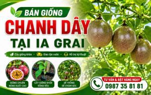 Bán Giống Chanh Dây Tại Ia Grai – Cây Giống Khỏe, Giao Tận Vườn, Hỗ Trợ Kỹ Thuật