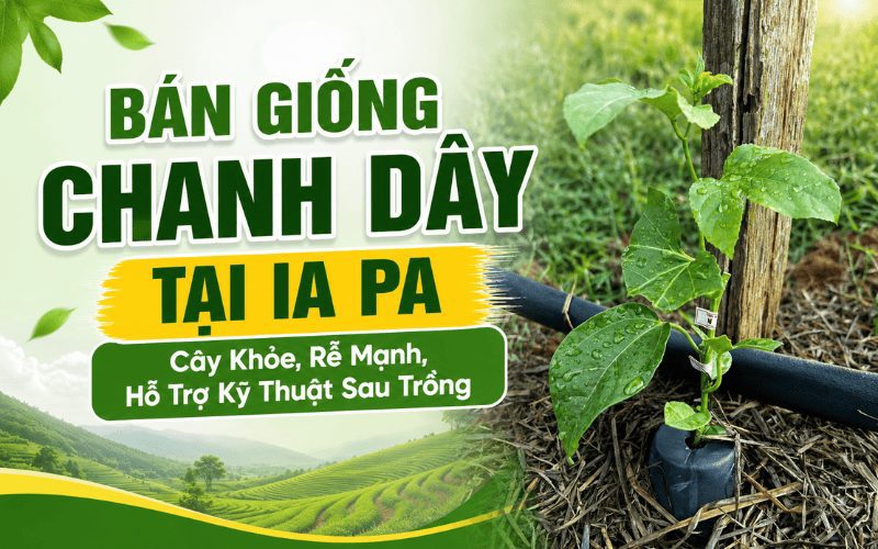 Bán Giống Chanh Dây Tại Ia Pa – Cây Khỏe, Rễ Mạnh, Hỗ Trợ Kỹ Thuật Sau Trồng
