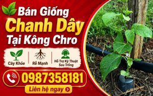 Bán Giống Chanh Dây Tại Kông Chro – Cây Khỏe, Rễ Mạnh, Hỗ Trợ Kỹ Thuật Sau Trồng