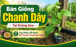 Bán Giống Chanh Dây Tại Krông Ana – Cây Khỏe, Rễ Mạnh, Hỗ Trợ Kỹ Thuật Sau Trồng