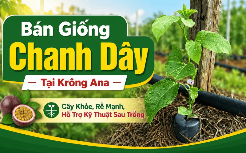 Bán Giống Chanh Dây Tại Krông Ana – Cây Khỏe, Rễ Mạnh, Hỗ Trợ Kỹ Thuật Sau Trồng