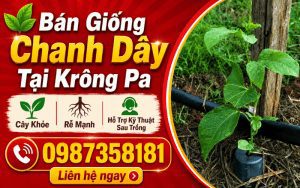 Bán Giống Chanh Dây Tại Krông Pa – Cây Khỏe, Rễ Mạnh, Hỗ Trợ Kỹ Thuật Sau Trồng