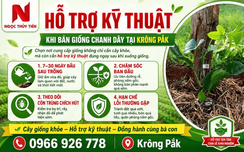 Bán giống chanh dây tại Krông Pắk