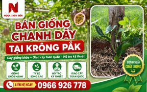 Bán giống chanh dây tại Krông Pắk