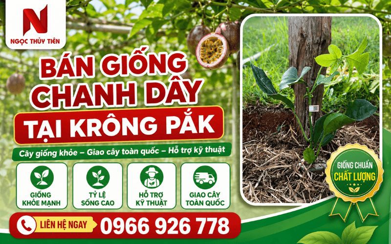 Bán giống chanh dây tại Krông Pắk – Cây giống khỏe, giao tận vườn, hỗ trợ kỹ thuật