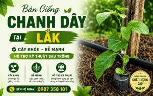 Bán Giống Chanh Dây Tại Lắk – Cây Khỏe, Rễ Mạnh, Hỗ Trợ Kỹ Thuật Sau Trồng