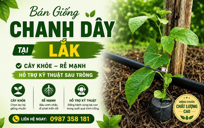 Bán Giống Chanh Dây Tại Lắk – Cây Khỏe, Rễ Mạnh, Hỗ Trợ Kỹ Thuật Sau Trồng
