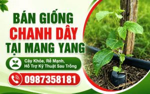 Bán Giống Chanh Dây Tại Mang Yang – Cây Khỏe, Rễ Mạnh, Hỗ Trợ Kỹ Thuật Sau Trồng
