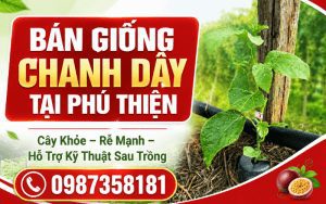 Bán Giống Chanh Dây Tại Phú Thiện – Cây Khỏe, Rễ Mạnh, Hỗ Trợ Kỹ Thuật Sau Trồng