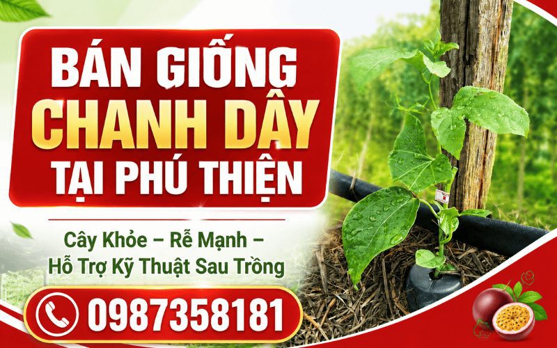 Bán Giống Chanh Dây Tại Phú Thiện – Cây Khỏe, Rễ Mạnh, Hỗ Trợ Kỹ Thuật Sau Trồng