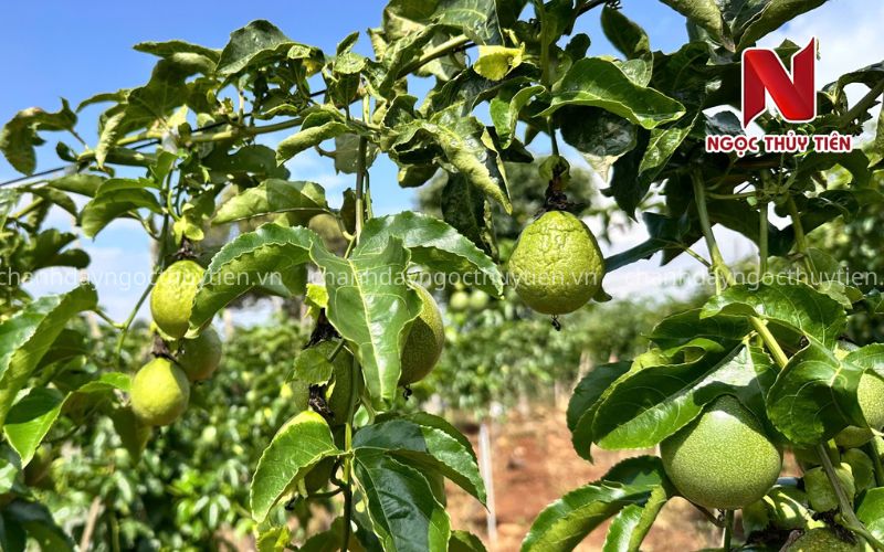 Bao Lâu Phun Phòng Bệnh Chanh Dây Một Lần Là Hợp Lý?