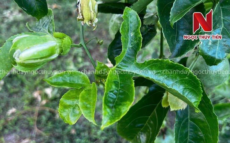 Kiểm tra vườn trước khi phun phòng bệnh chanh dây Kiểm tra lá và đọt non chanh dây trước khi phun phòng bệnh