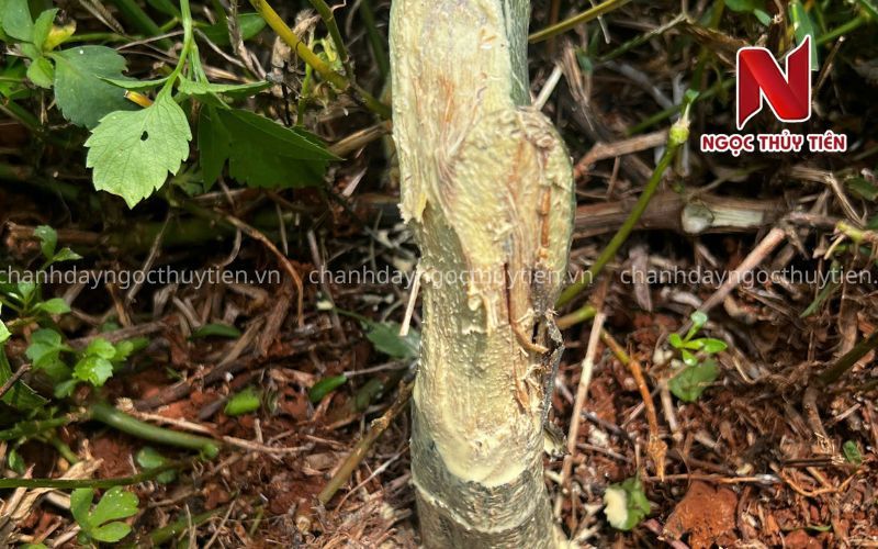 Bệnh Chanh Dây - Top 10 bệnh thường gặp trên chanh dây