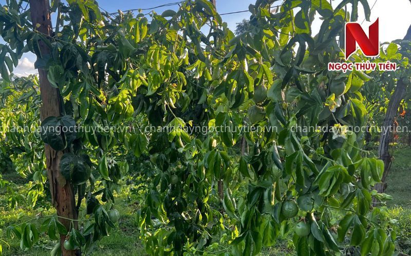 Bệnh Chanh Dây - Top 10 bệnh thường gặp trên chanh dây