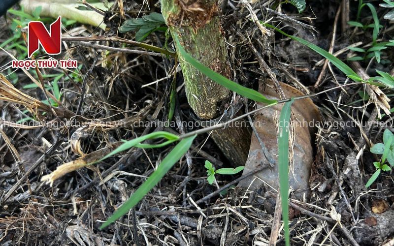 Bệnh Chanh Dây - Top 10 bệnh thường gặp trên chanh dây
