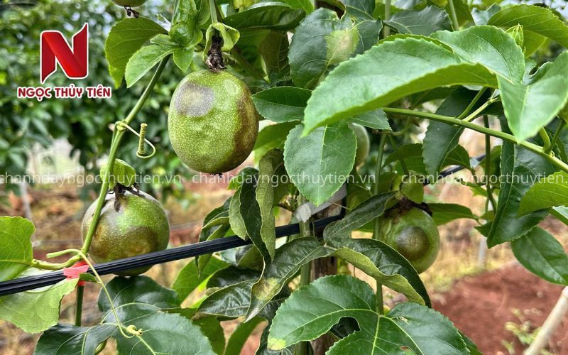 Bệnh Chanh Dây - Top 10 bệnh thường gặp trên chanh dây