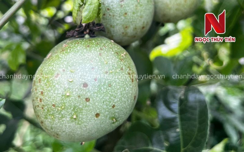 Dấu hiệu đốm nâu xuất hiện trên trái chanh dây