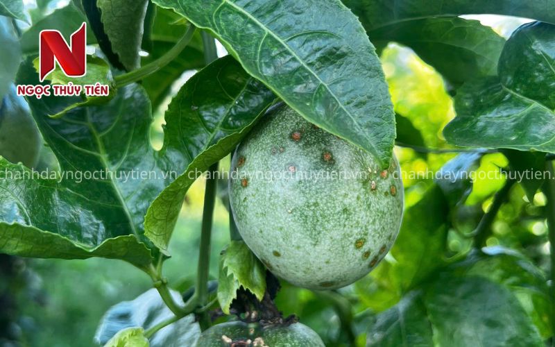 Bệnh Đốm Nâu Chanh Dây Có Nguy Hiểm Không? Cách Xử Lý Sớm
